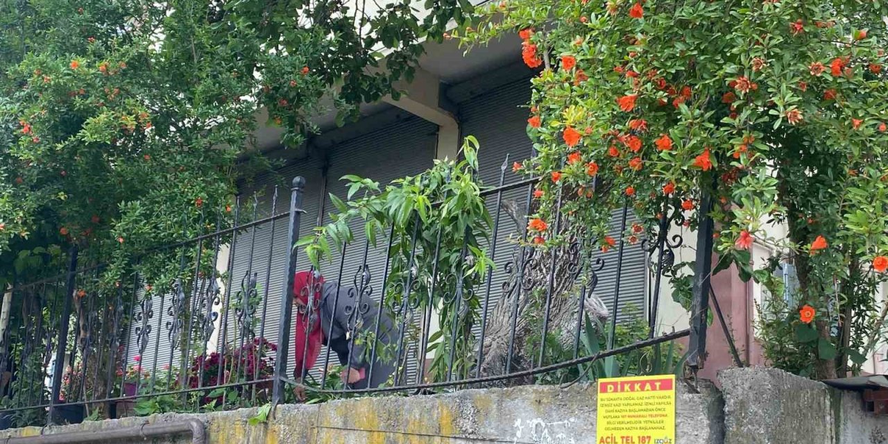 Dut Toplamak İçin Çıktığı Ağaçtan Düşerek Demir Korkuluklara Saplandı