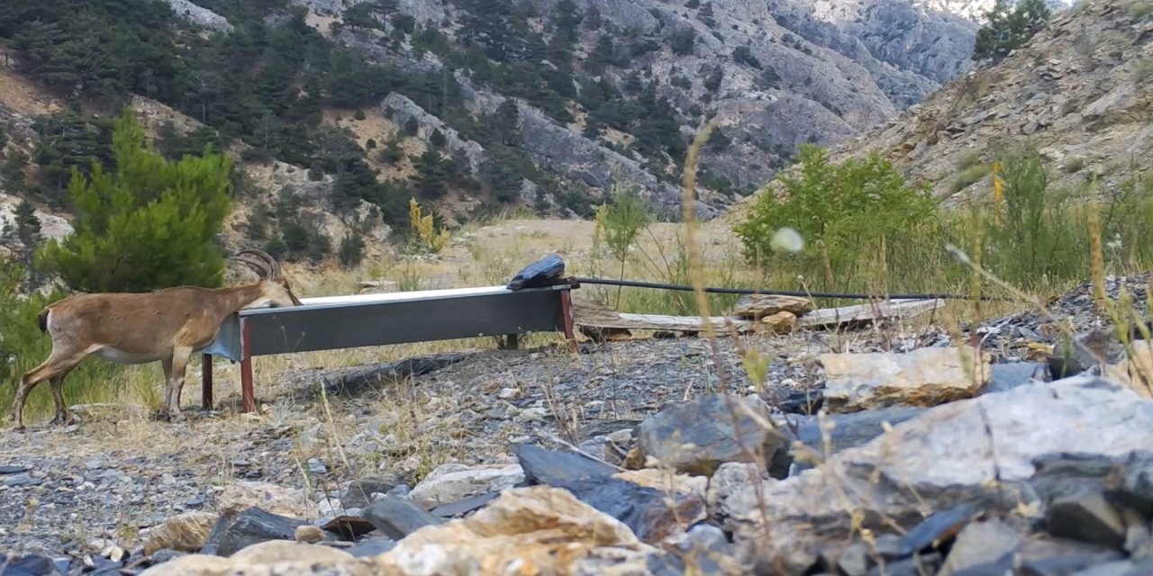 Yaban Hayvanları İçin 900'ü Aşkın Yalak Yapıldı