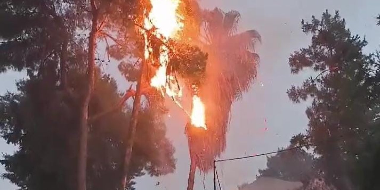 Yıldırımın Düştüğü Ağaçtaki Kuşlar Telef Oldu