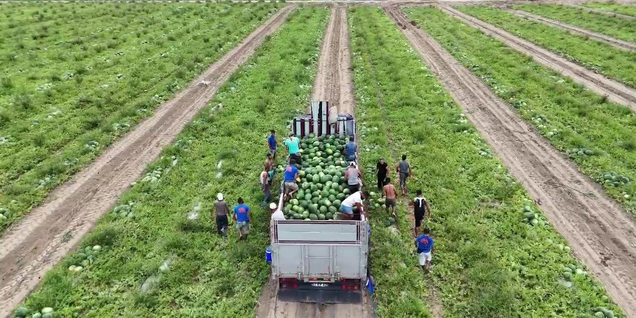 Almanya Ve Rusya Başta Olmak Üzere Yurt Dışına İhraç Edilen Erkenci Karpuz, Depremzede Çiftçinin Yüzünü Güldürdü