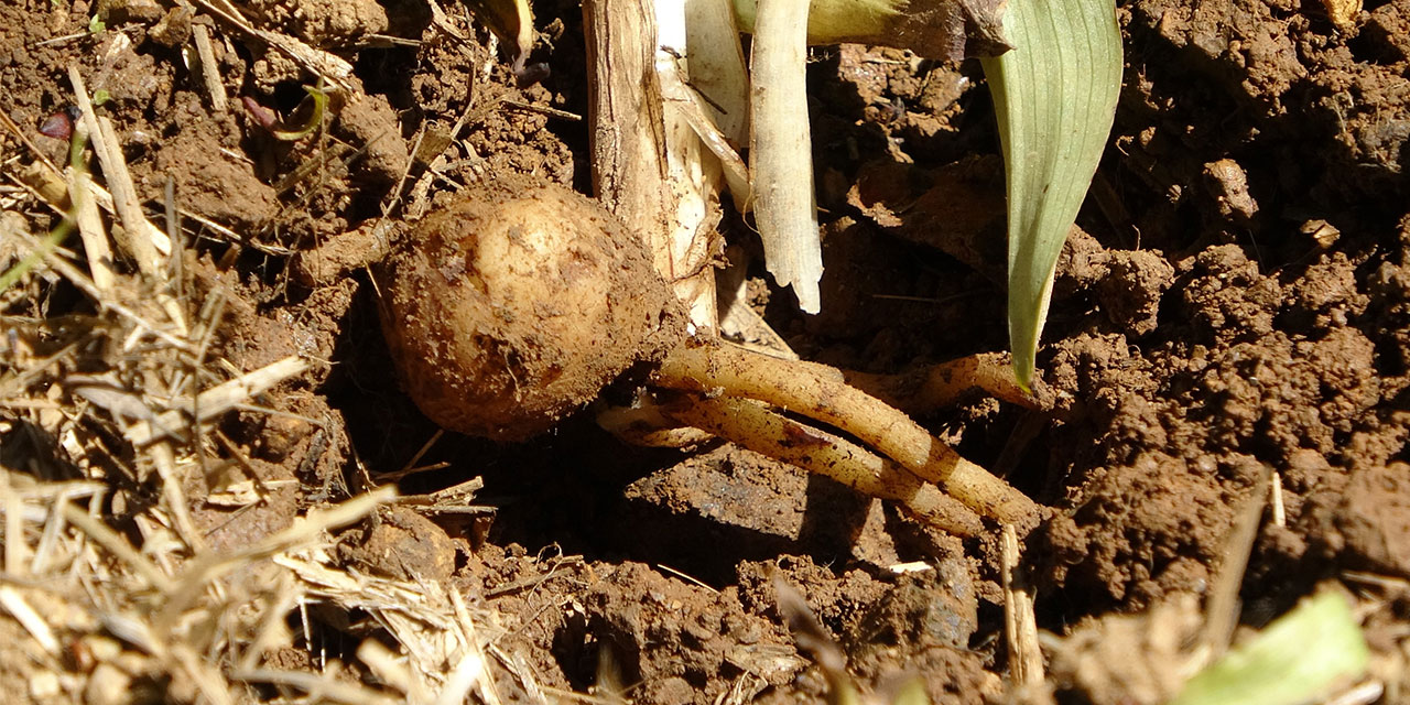 Fındığa ve Çaya Alternatif Oldu: Kilosu Bin 500 Tl’den Satılıyor
