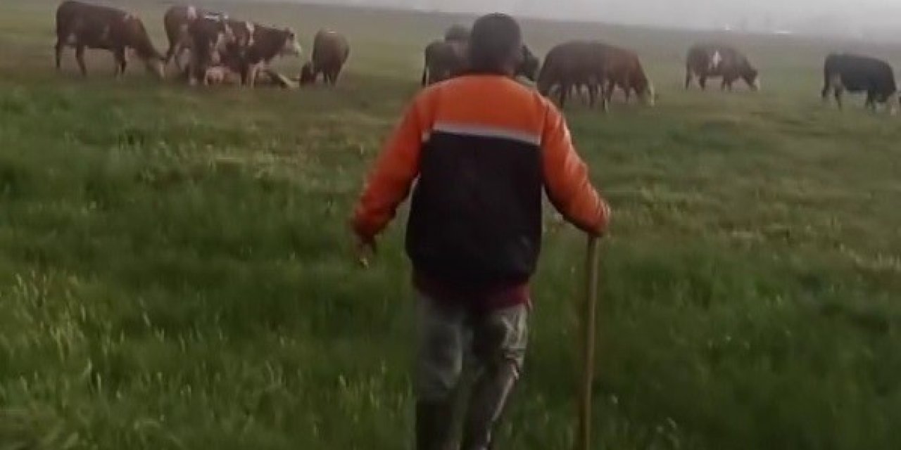 İneğe Yıldırım Çarptı, Diğerleri Başında Toplandı