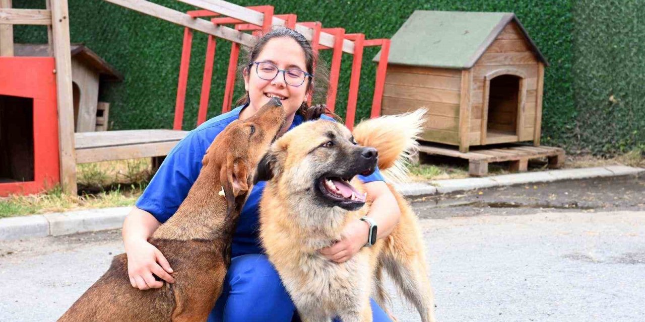 Beşiktaş Belediye Başkanı Akpolat: “Sokak Hayvanları Konusu Bütüncül Biçimde Ele Alınmalı”