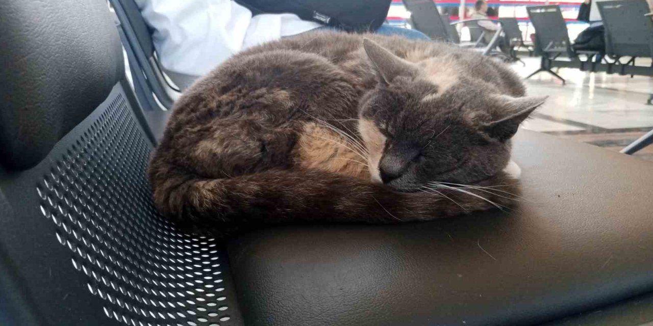 Sokak Gürültüsünden Kaçan Kedi Sessiz Gar Ortamında Uykusunu Aldı