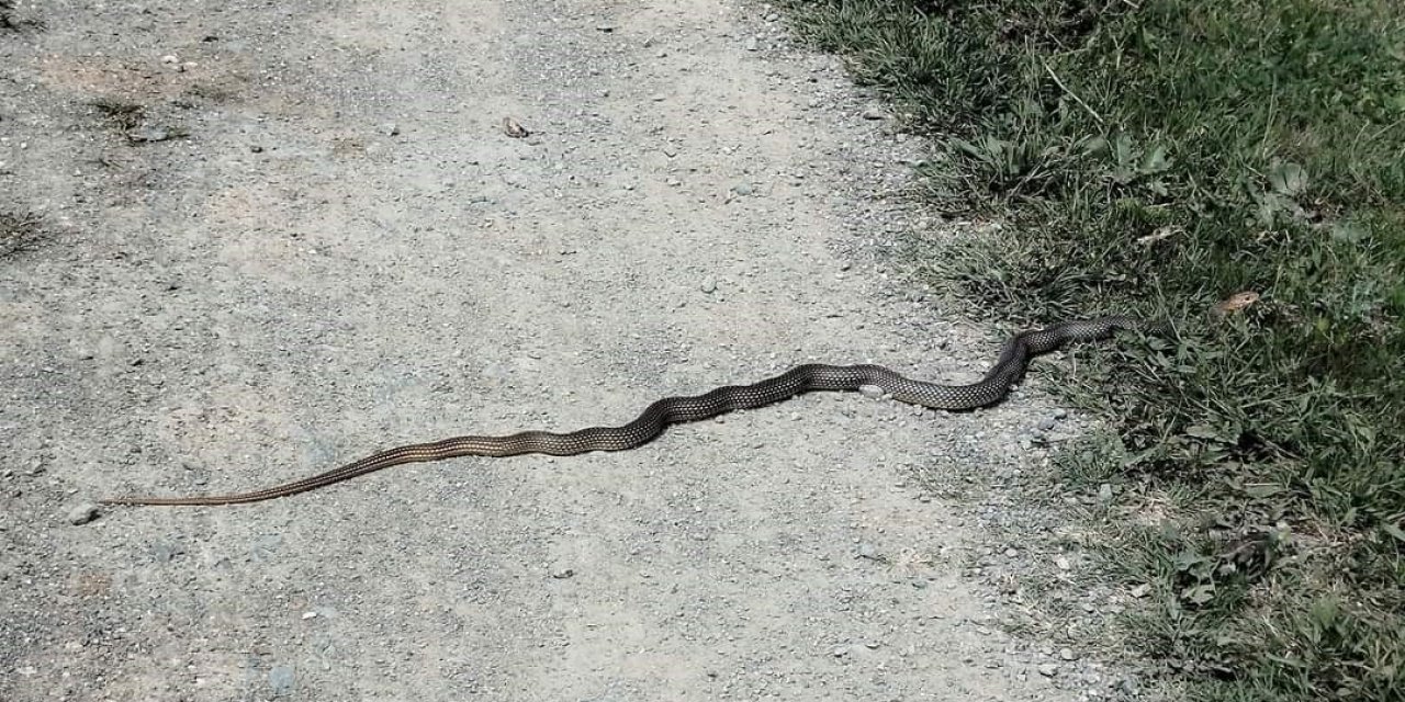 Taşköprü’de Sürekli Görülen Yılanlar Tedirgin Ediyor