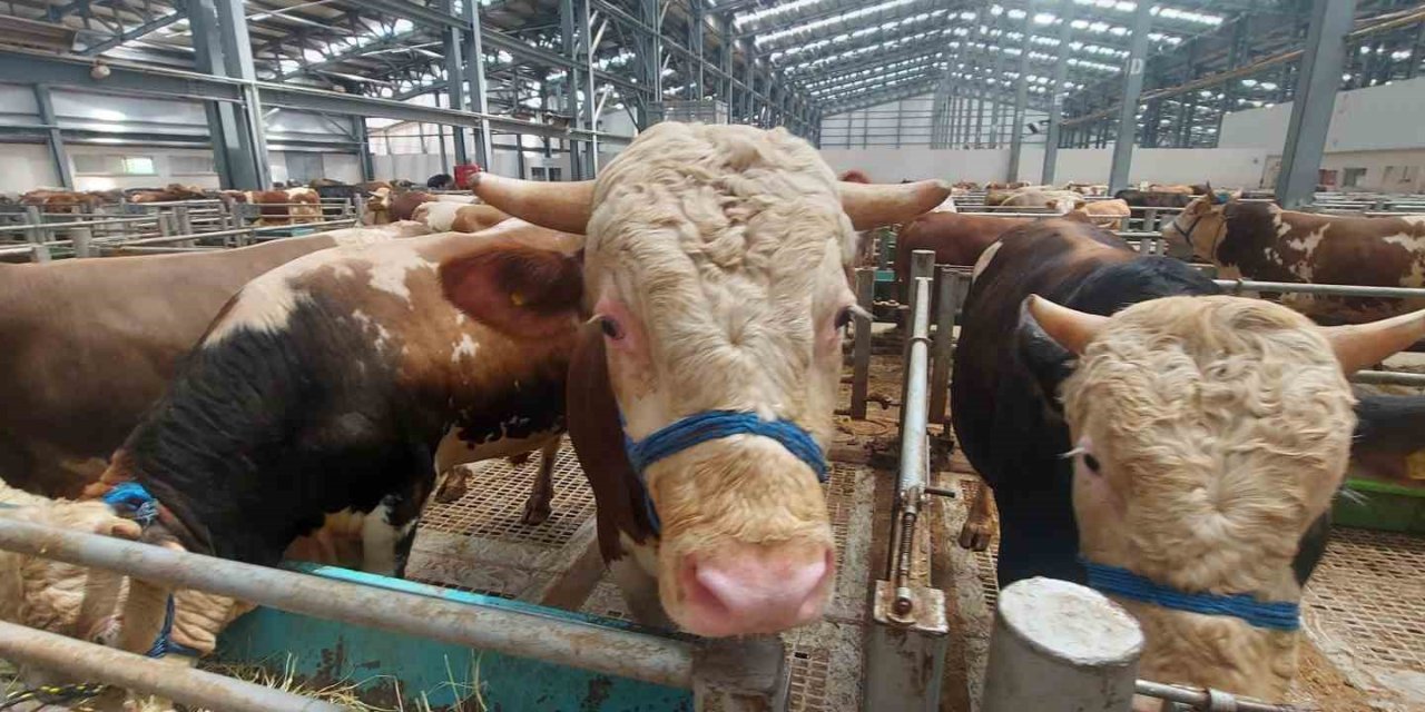 Erzincan’da Kurban Pazarında Hareketlilik Başladı