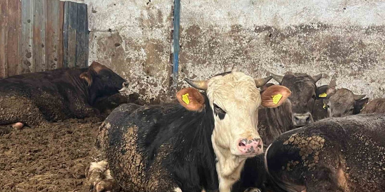 Büyükbaş Kurbanlıkta Geçen Yılın Tavan Fiyatı Bu Yıl Taban Fiyat Oldu