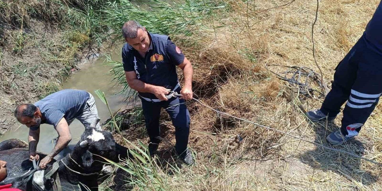 Sulama Kanalında Düşen İneği İtfaiye Kurtardı