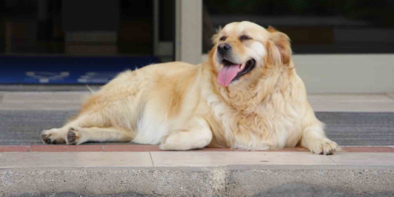 ‘Sokak Köpekleri İçin Umut Dolu Proje’