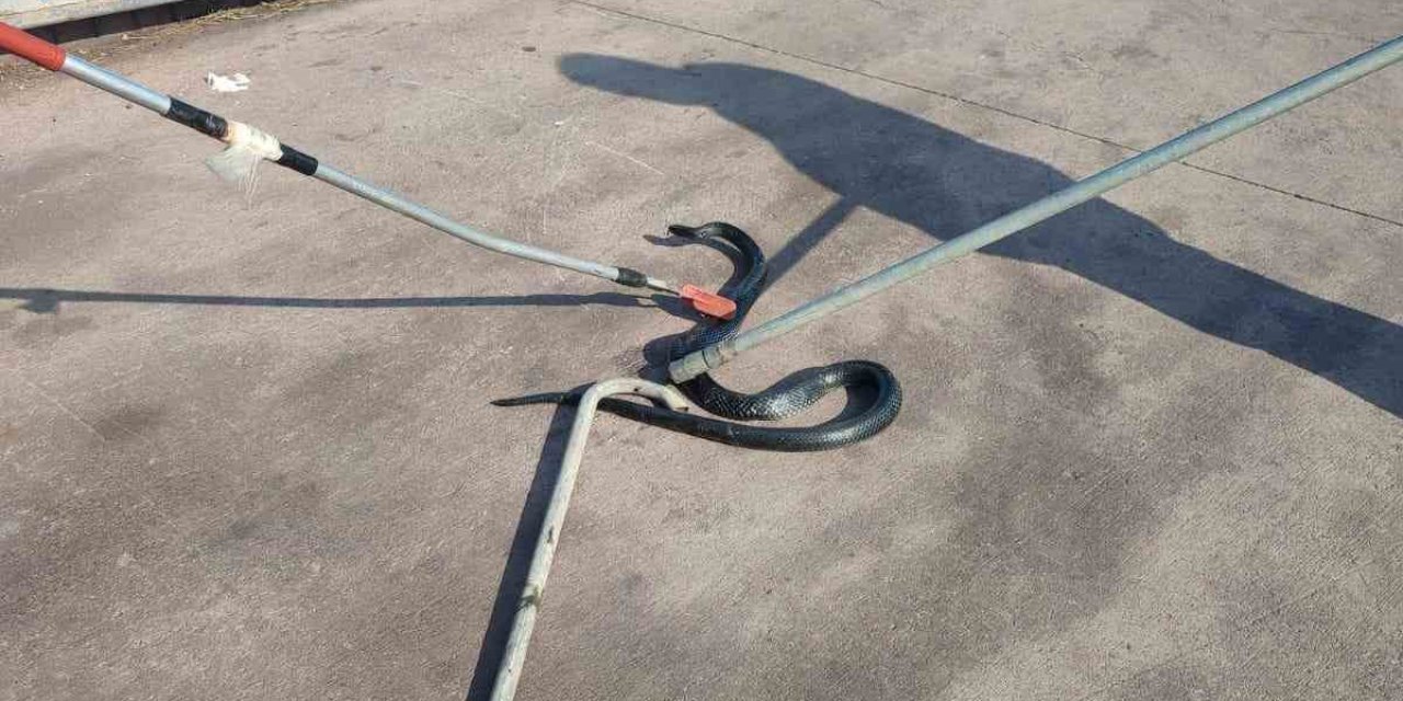 İşyerine Giren Yılan, Doğal Yaşam Alanına Bırakıldı