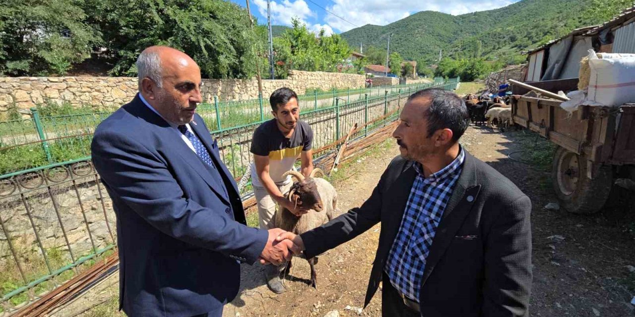 Ahırın Lideri Olan 4 Boynuzlu Koç, Son Başbakan Binali Yıldırım’a Hediye Edilecek