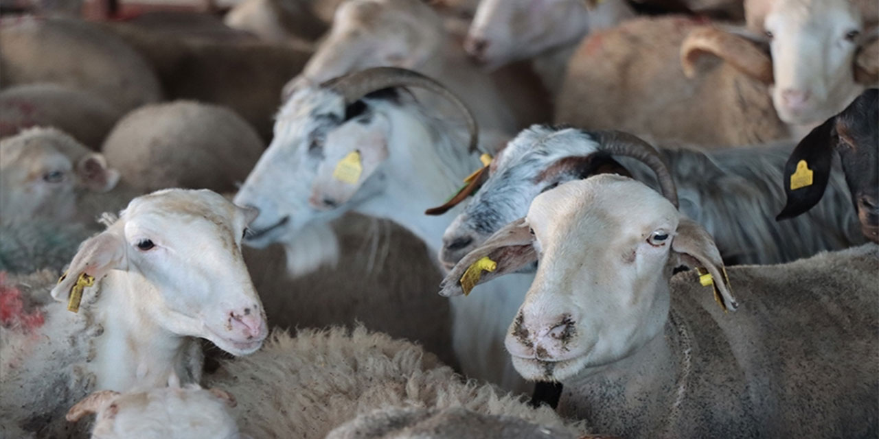 10 soruda vekaletle kurban kesimi