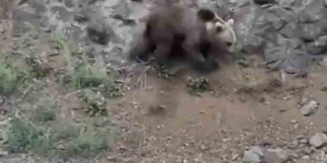 Şantiyeye Giren Ayı Kamerada