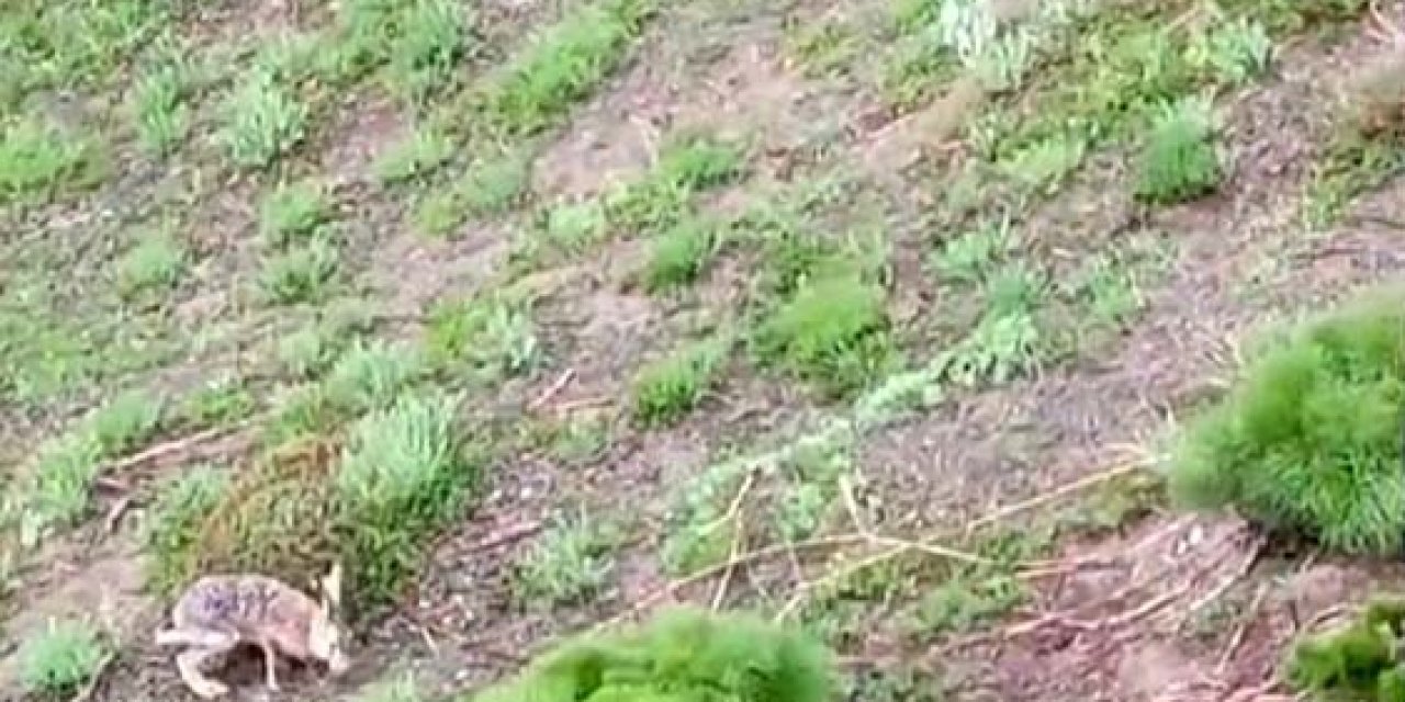 Kayda Aldığı Tavşanla Sohbeti Gülümsetti