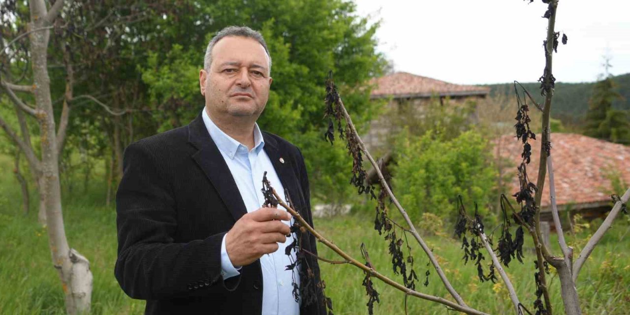 Soğuk Hava Ceviz Ağaçlarını Vurdu: Açan Çiçekler Soğukta Kurudu