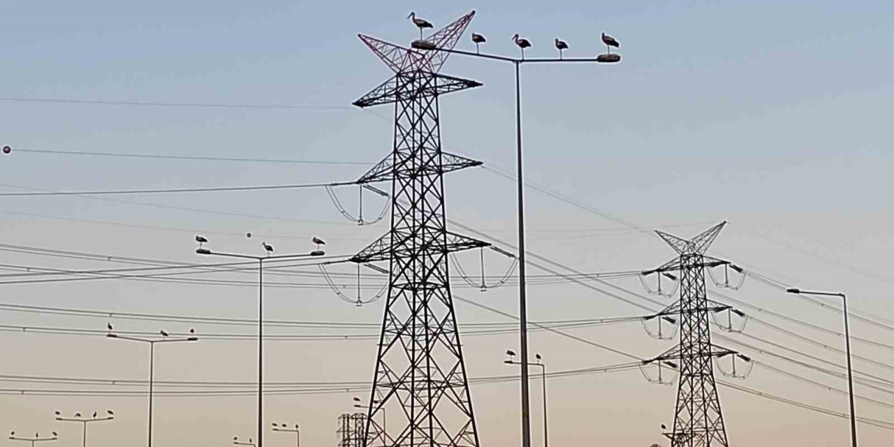 Leylek Göçü Seferberliği