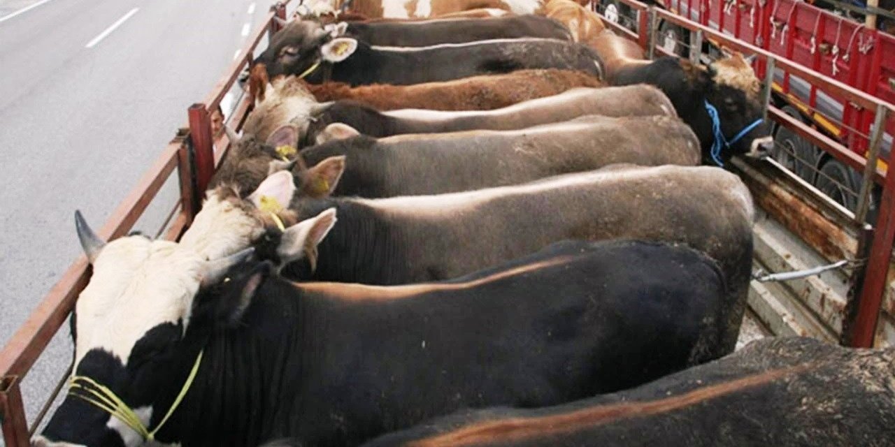 Kurbanlık Sevkiyatında Dikkat Edilmesi Gereken Hususlar