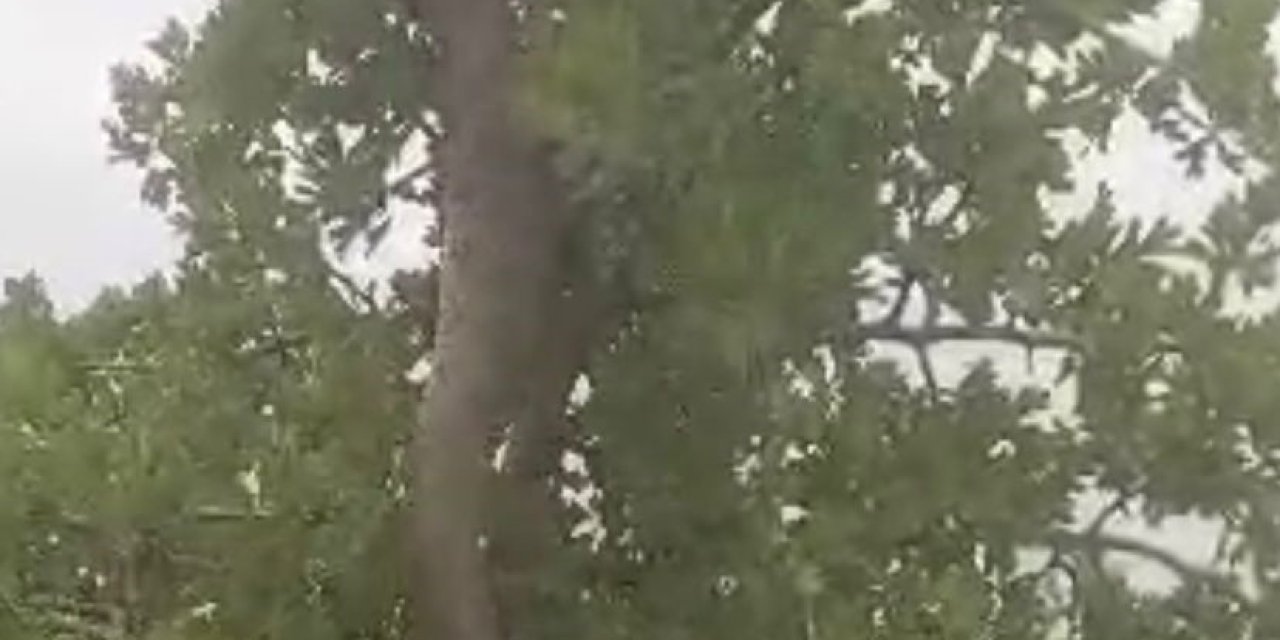 Elazığ’da 3 Metrelik Dev Yılan Korkuttu