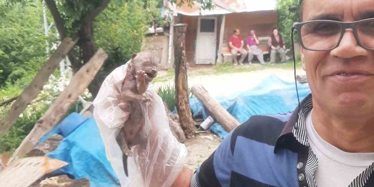 Yavru Çakalı Köpeklerden Kurtardı