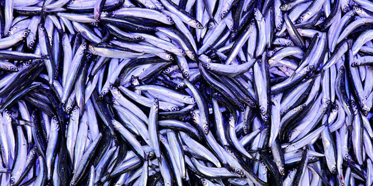 Türkiye'nin 7 aylık hamsi ihracatı yüzde 11 arttı