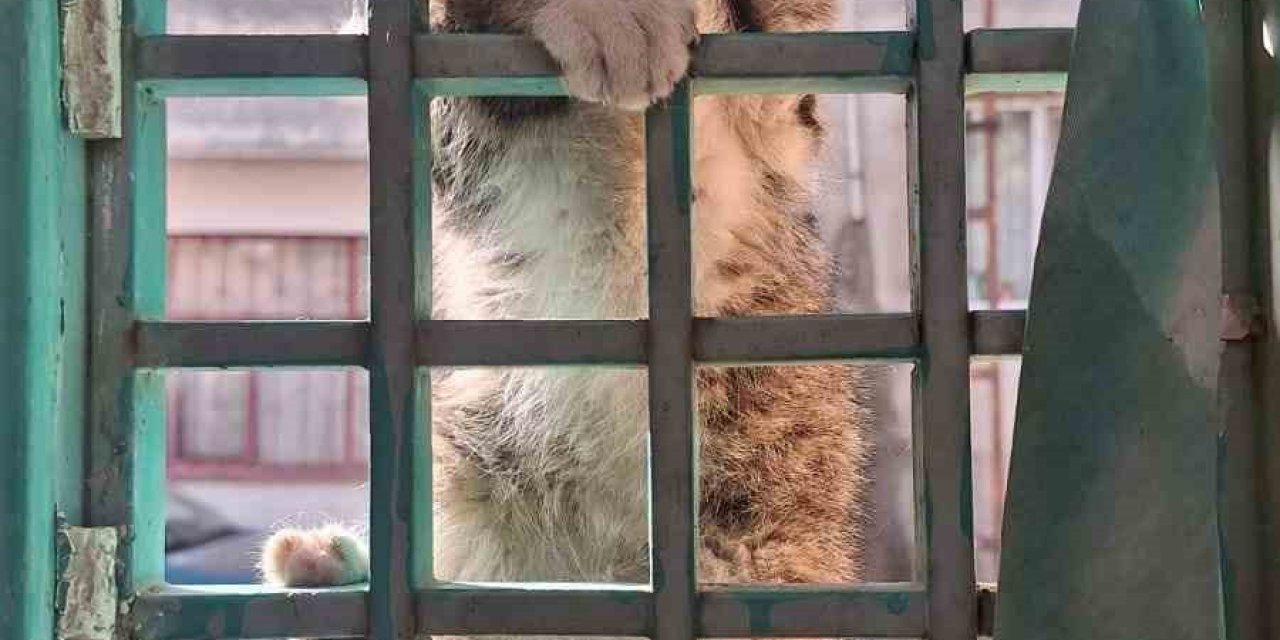 Kafasını Demir Kapıya Sıkıştıran Kediyi İtfaiye Ekipleri Kurtardı