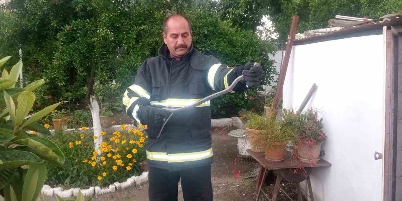Kümese Giren Yılan Yakalandı