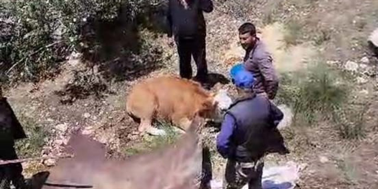 Köylülerden İnek Kurtarma Operasyonu