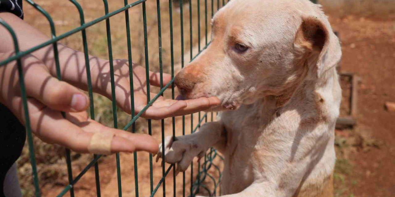 Gaziantep’te Kurulan Barınak Türkiye’ye Örnek Oldu
