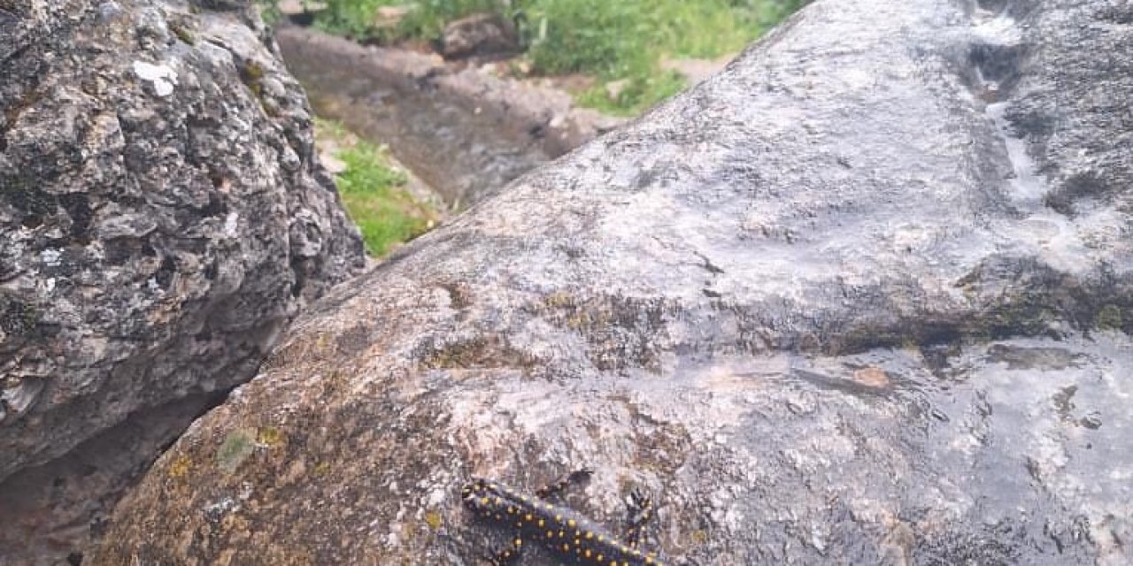 Kozluk’ta "Türk Semenderi" Gören Vatandaşların Şaşkınlığı