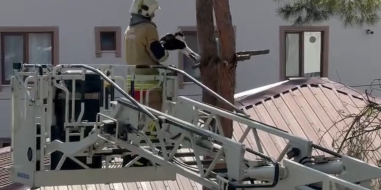 Tırnağı Ağaca Takılan Kedi Kurtarıldı