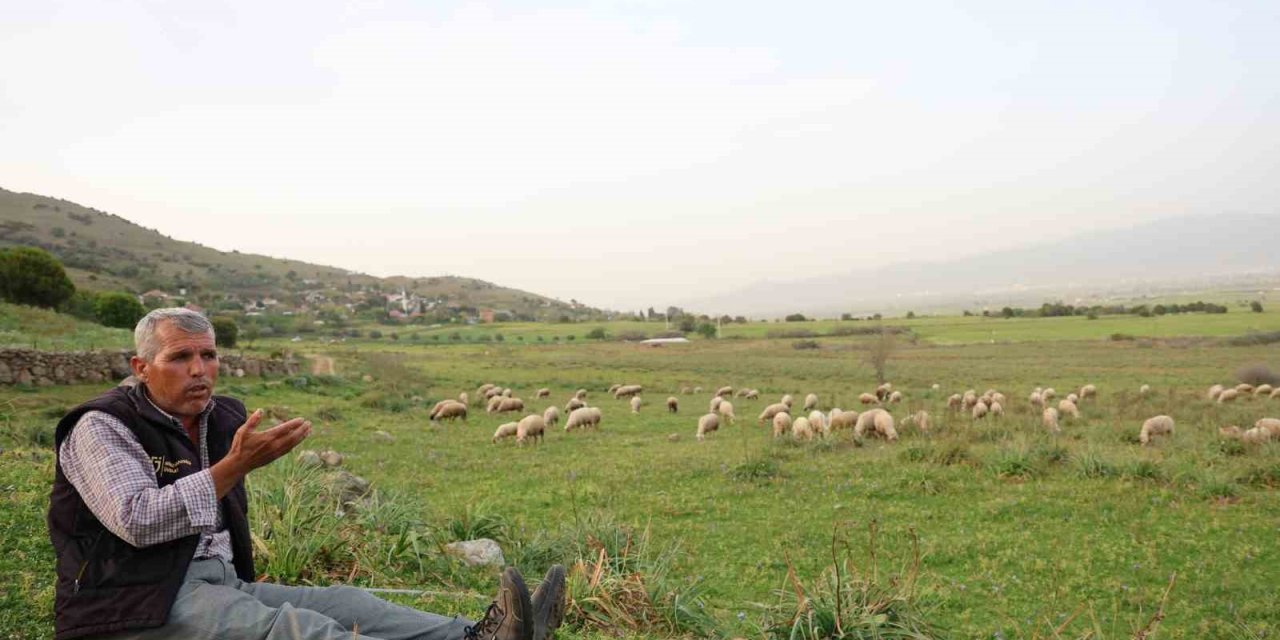 Ömrünü Çok Sevdiği Koyunlarına Adadı