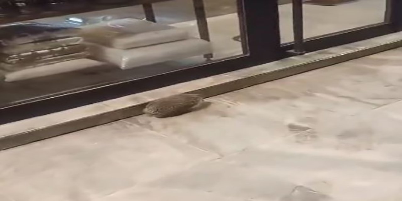 Yolunu Şaşıran Kirpi Kaldırımda Dolaştı