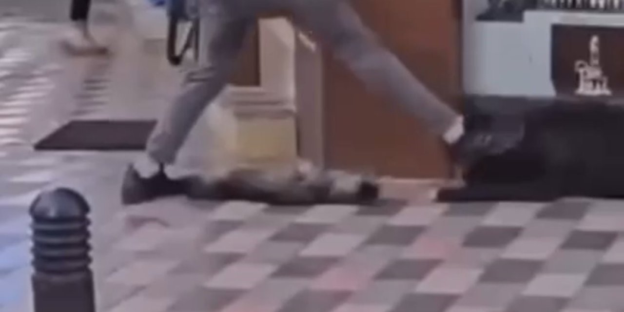 İzmir’de Yasaklı Irk Köpek Kediye Saldırmıştı, Sahibi Adliyeye Sevk Edildi