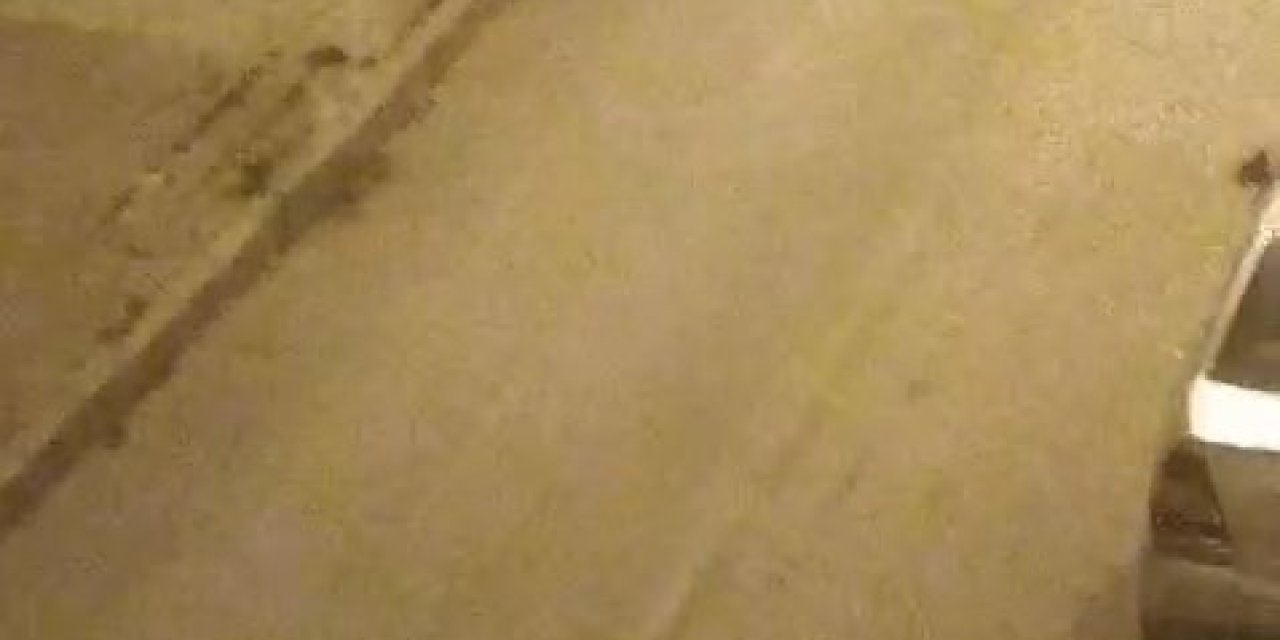 Elazığ’da Sokak Köpekleri Kediyi Parçaladı