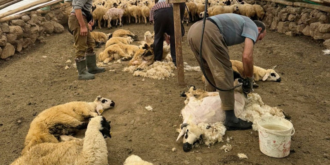 Koyunları Elektrikli Makine İle Kırkmaya Başladılar