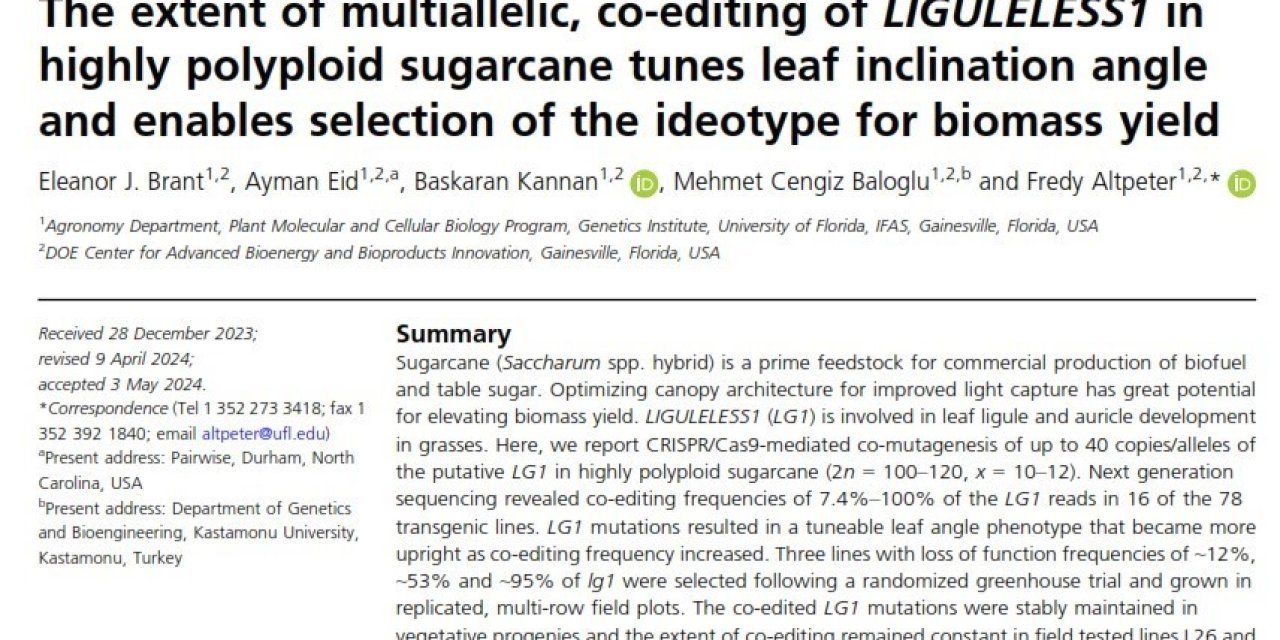 Crıspr Teknolojisini Şeker Kamışına Uygulanmasını Konu Alan Makale Uluslararası Dergide Yer Aldı