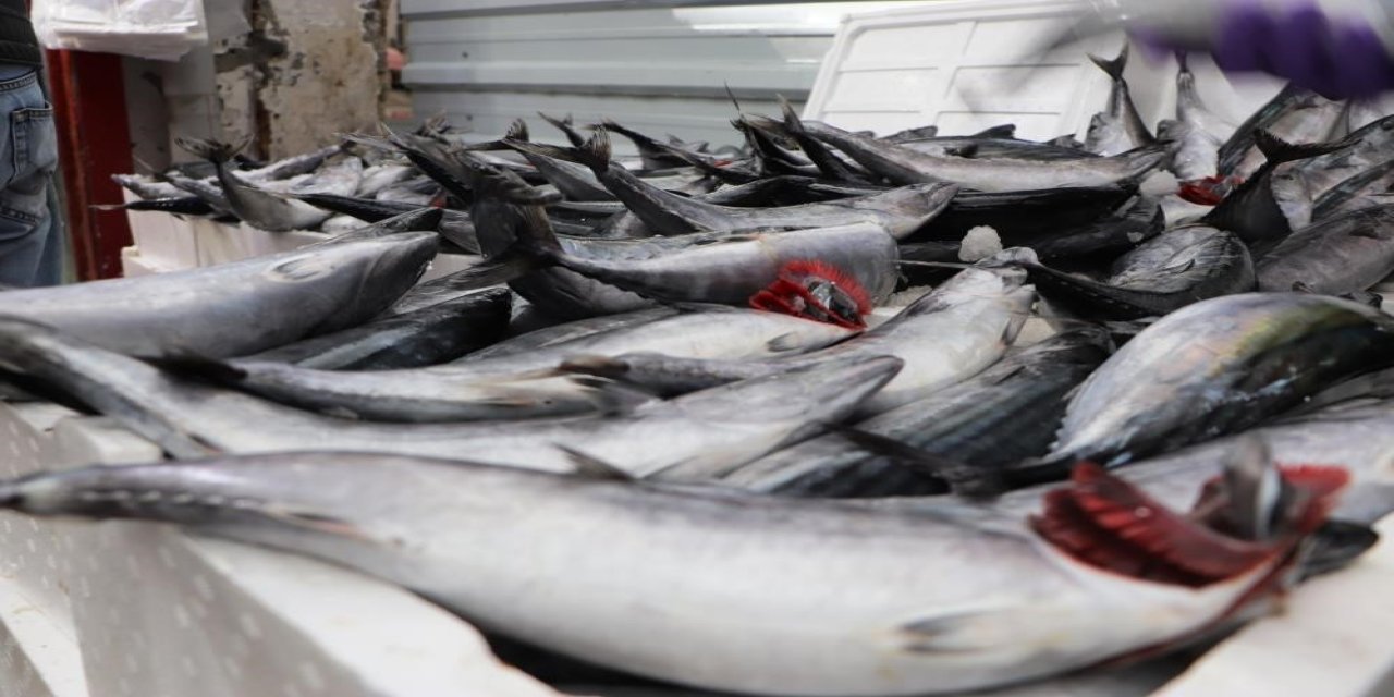 Karadeniz’de bu yıl palamut yok, hamsi var