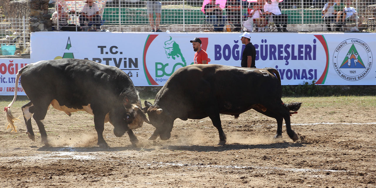Boğa Güreşleri Türkiye Şampiyonası Artvin'de başladı