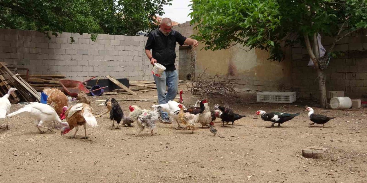 Hayvanat Bahçesi Değil Evinin Bahçesi, Adeta Ali Baba’nın Çiftliği