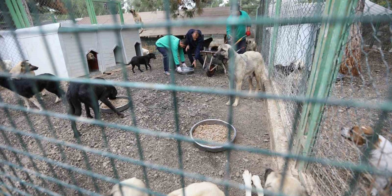 Büyükşehir’in Sokak Hayvanları İçin Kurduğu Model Türkiye’ye Örnek Oluyor