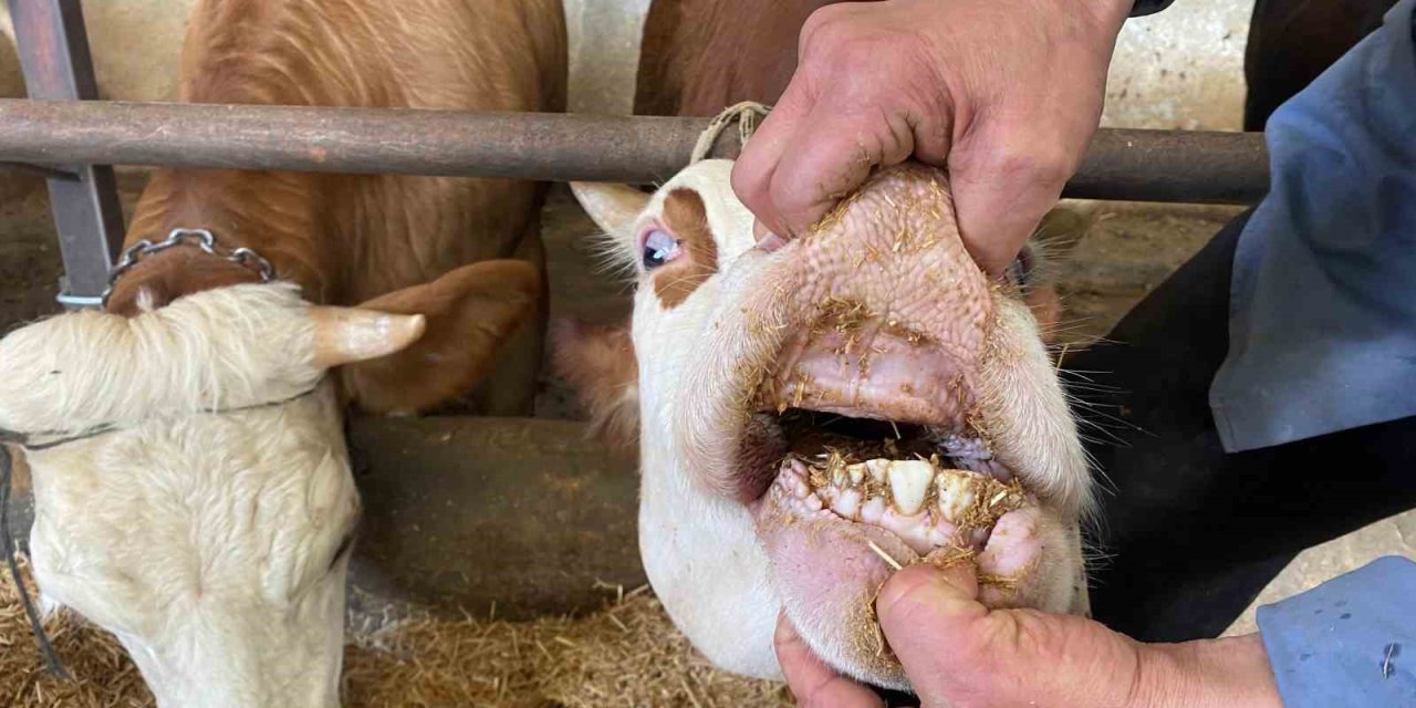 Büyükbaş Kurbanlıklarda ‘Kapak Atma’ Konusuna Dikkat