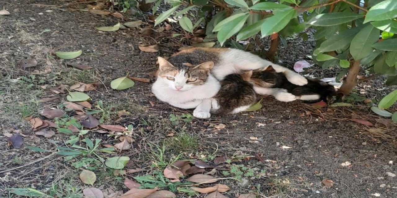 Rögar Giderine Sıkışan İki Yavru Kediyi İtfaiye Kurtardı