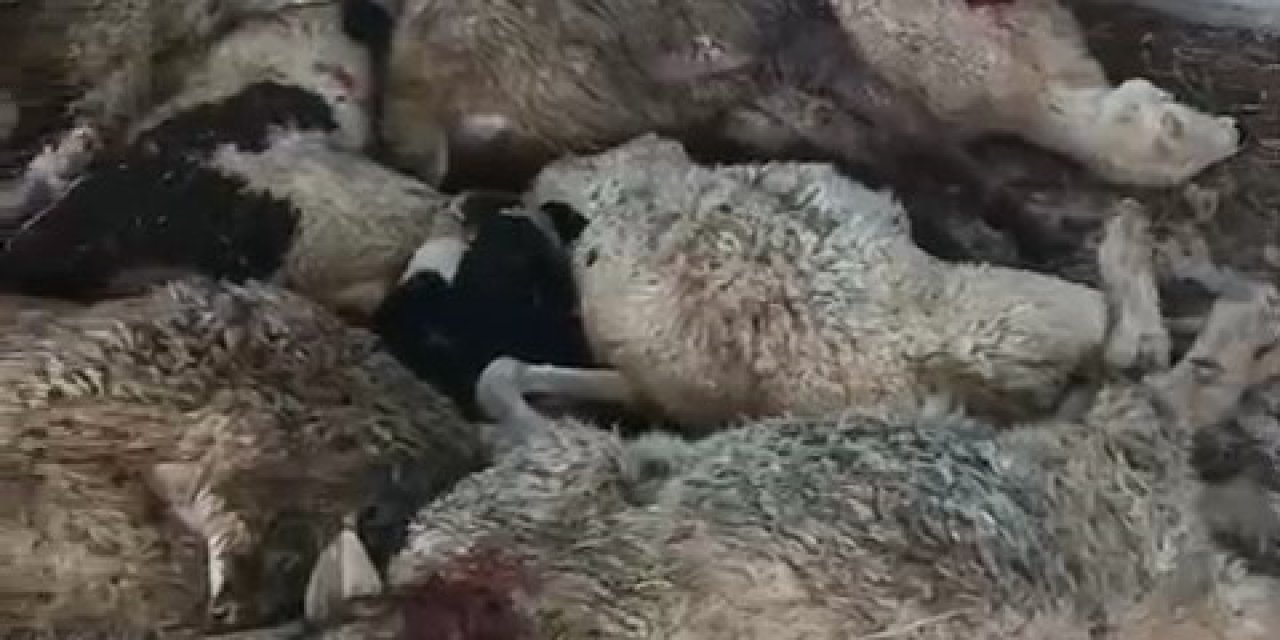 Niğde’de Aç Kurt 9 Koyunu Telef Etti, 7 Koyunu Yaraladı