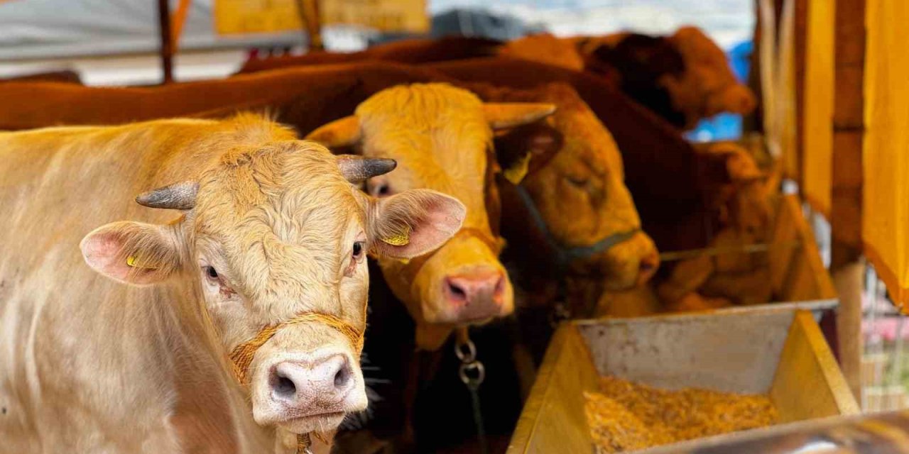 Sincan’da Çimşit Ve Yenikent Kurban Pazarları Kuruldu