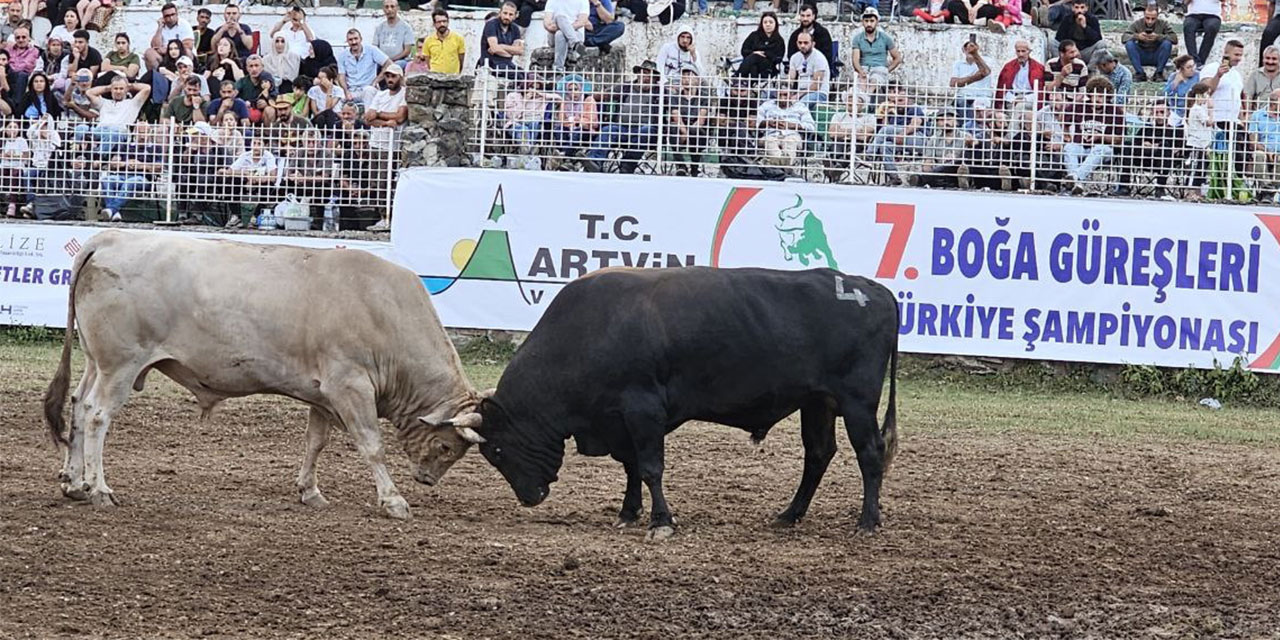 Boğa Güreşleri Türkiye Şampiyonası Artvin'de yapıldı