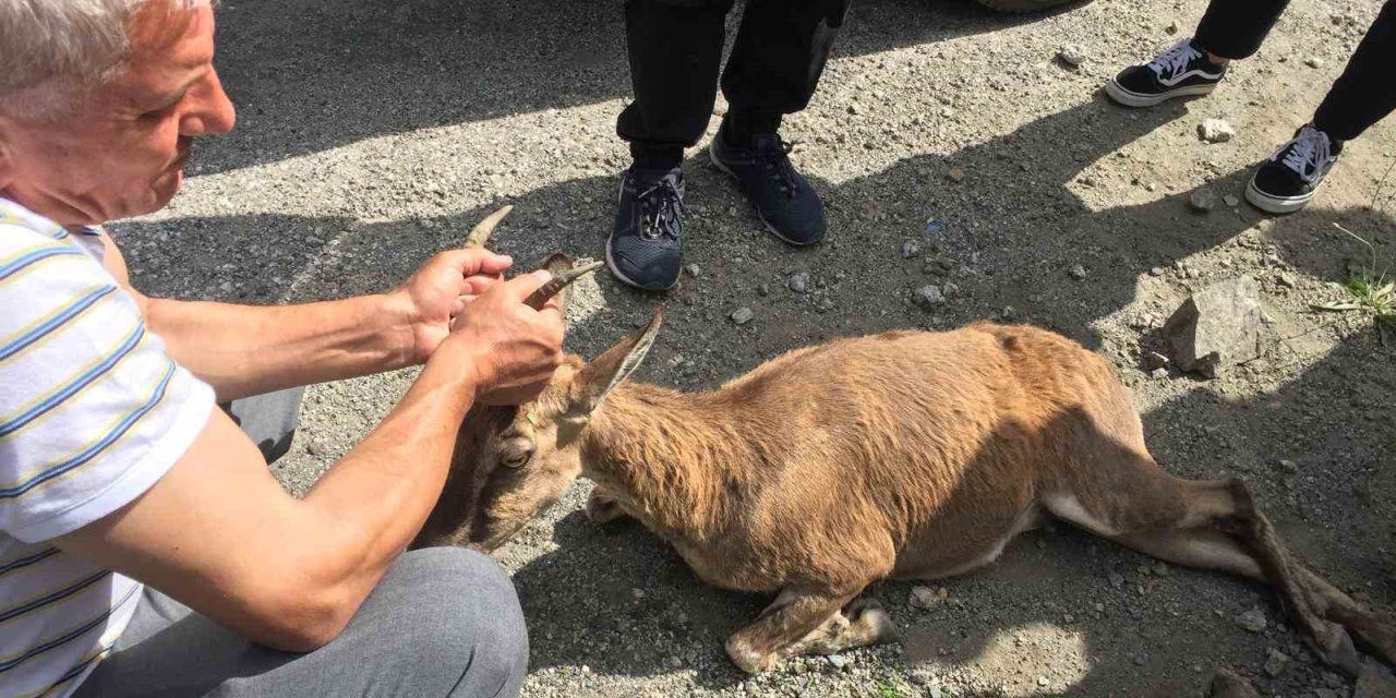 Yol Kenarında Buldukları Yaralı Dağ Keçisinin Başından Bir An Olsun Ayrılmadı