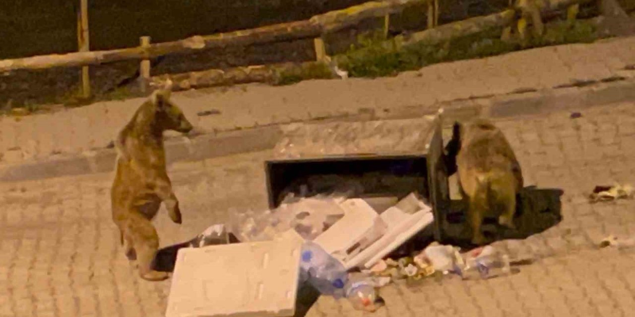 Sarıkamış’ta Boz Ayılar Sokaklarda Cirit Atıyor