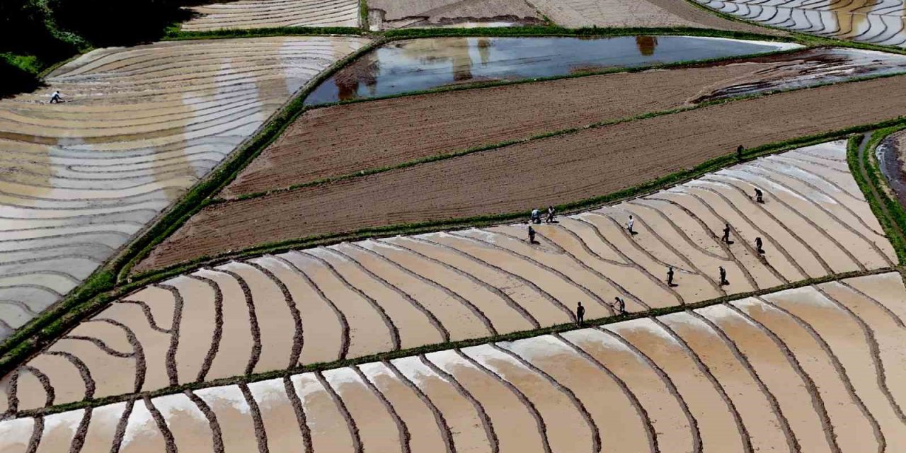 Bitlis’te İmece Usulü Çeltik Ekimi Başladı
