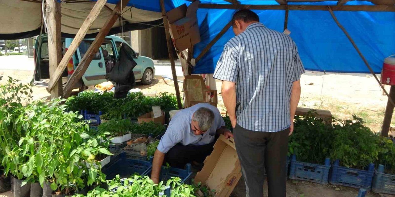 Adana’da Ata Tohumu Ve Fidelerine Yoğun İlgi