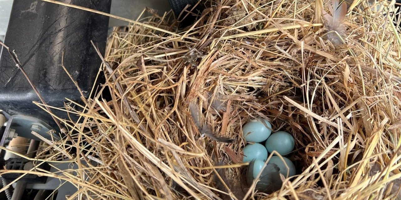 Traktöre Yuva Yapan Kuş İçin İşleri Bıraktı